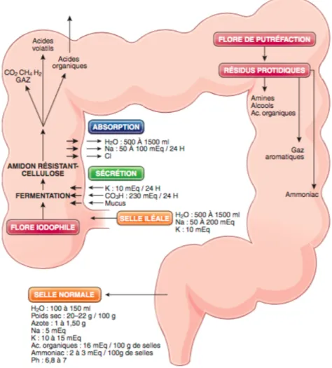 Figure 9 : Composantes de la digestion colique (Illustration carole Furrat) 