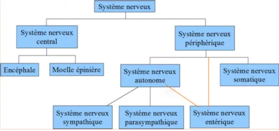 Figure 10 : Le Systeme nerveux : organisation 
