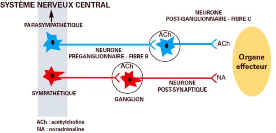 Figure 14 : Neurones pré et post-ganglionnaires et organe cible. 