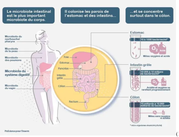 Figure 7 : Les concentrations différentes du microbiote dans le tube digestif 