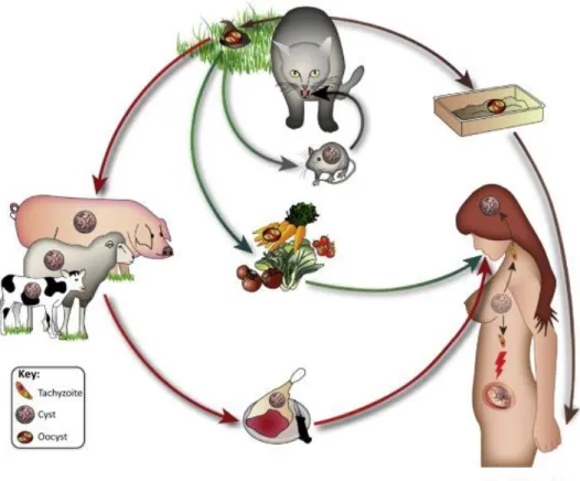 Figure 5: Cycle évolutif de Toxoplasma gondii(13) 