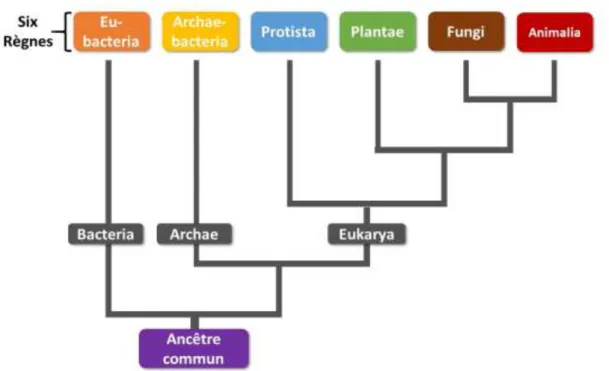 Figure 1 : Classification phylogénétique du monde vivant 