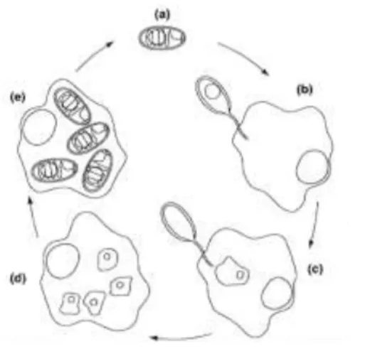 Figure 3 : Cycle d’une espèce de microsporidie, Encephalitozoon intestinalis contaminant  les entérocytes (11) 