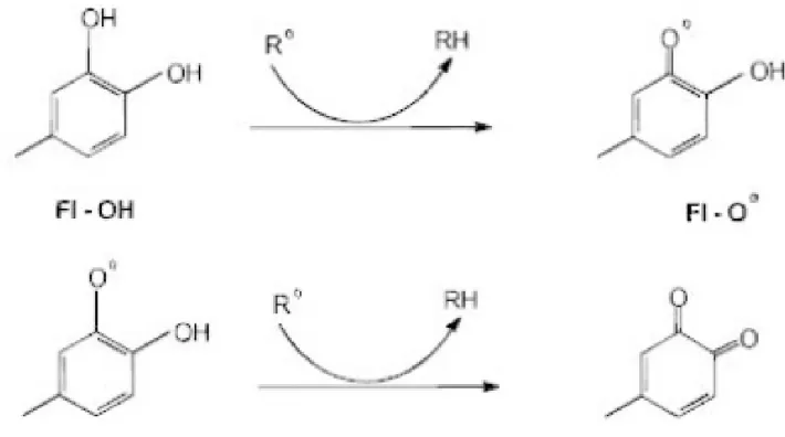 Figure 2.6 Réduction d’un radical réactif grâce aux résidus hydroxyles
