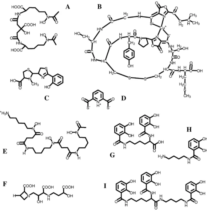 Figure  3 :  Exemple  de  structure  de  métallophore :  a)  aerobactin,  b)  methanobactine  OB3b,  c)  pyochelin,  d)  pyridine-2,6- pyridine-2,6-bisthiocarboxylique (PTBC), e) desferrioxamine-B (DFOB), f) acide mugineic, g) azotochelin, h) aminochelin, 