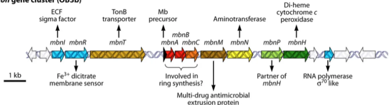 Figure  10  Cluster  des  gènes  de  biosynthèse  de  la  méthanobactine  OB3b  (10  kb)  produite  par  M.trichosporium OB3b