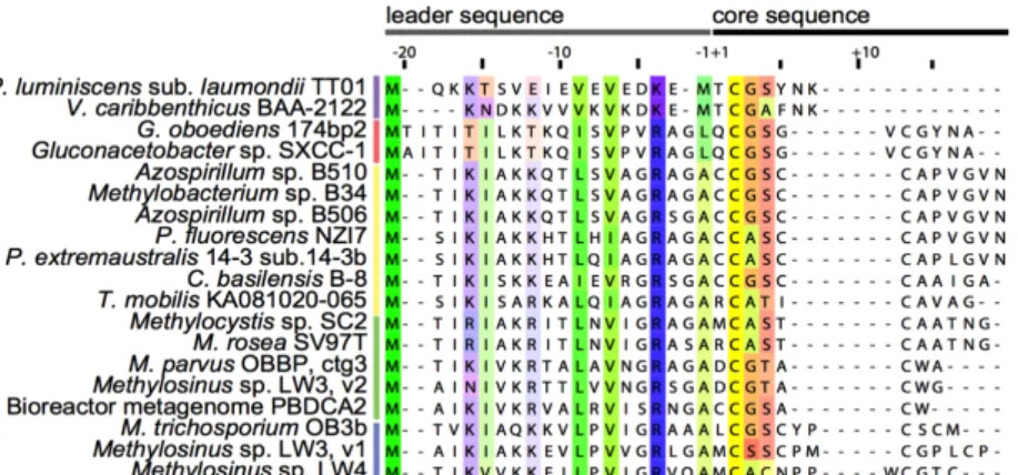 Figure  15 :  Alignement  (MAFFT)  des  séquences  des  20  précurseurs  MbnA  putatifs  identifiés  par  exploration bioinformatique