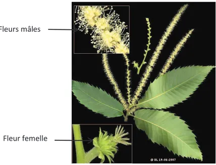 Figure 5: Fleurs de Castanea sativa Mill. (Site n°74) 