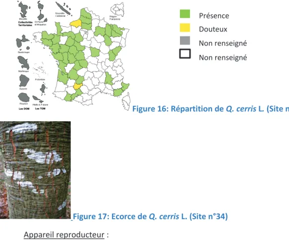 Figure 16: Répartition de Q. cerris L. (Site n°91) 