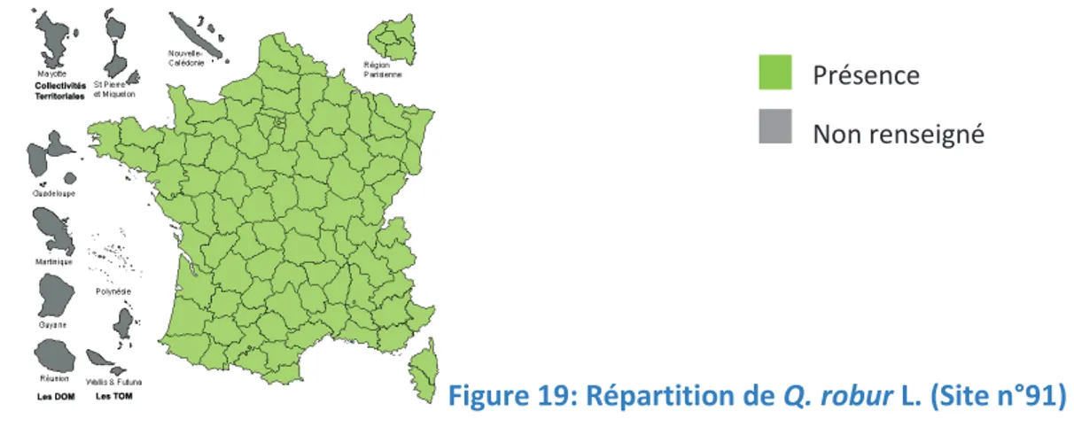 Figure 21: Face inférieure des feuilles de Q. palustris  Moench. (Site n°44)