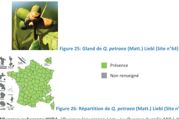 Figure 28: Fleurs de Q. pubescens Willd. (Site n°78) Présence 