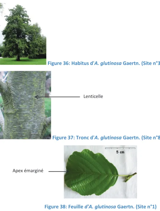 Figure 36: Habitus d'A. glutinosa Gaertn. (Site n°33)