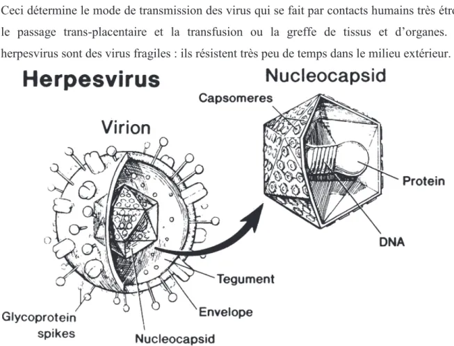Figure 2 : Schéma de la structure d’une particule virale d’HSV.  (D’après  Liesegang, 1992)