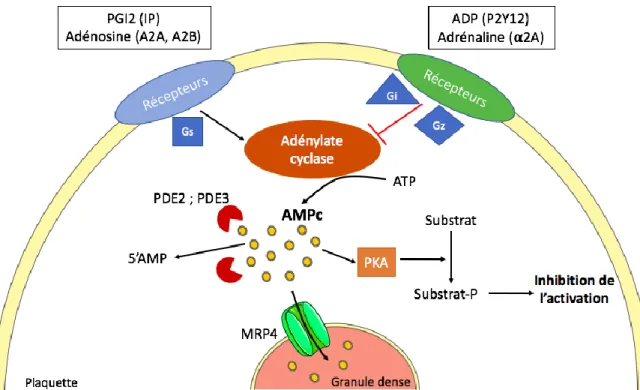 Figure 9. Régulation du taux d’AMPc au sein des plaquettes sanguines 