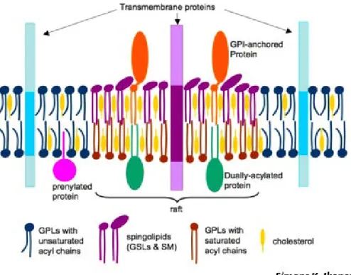 Figure 10. Les microdomaines  