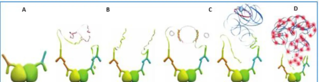 Figure 11. Etapes successives de la technique Duolink (image issue du site de SIGMA  ALDRICH) 