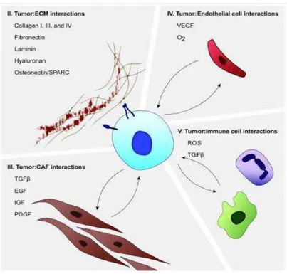 Figure 8: Interactions entre tumeur et microenvironnement (Whatcott et al, 2013)(41). 