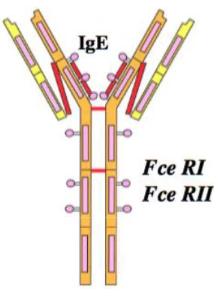 Figure 2 : IgE et ses récepteurs (7) 