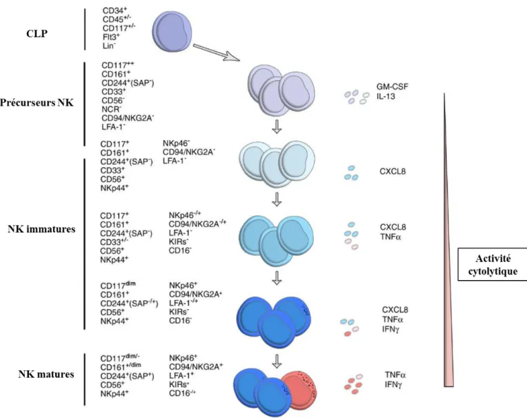 Figure 7: Etapes de différentiation et maturation des cellules NK.  