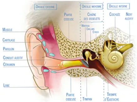 Figure 5 : Schéma représentant les différentes parties de l’oreille.(15) 