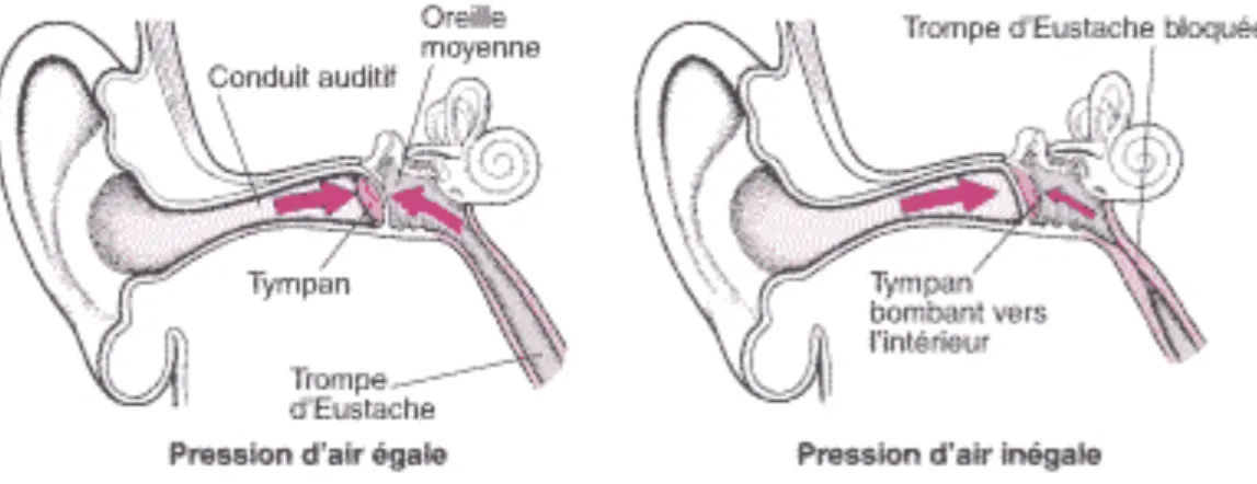 Figure 6 : Trompe d’Eustache : Maintien de l’équilibre de la pression de part et d’autre du tympan.(18) 