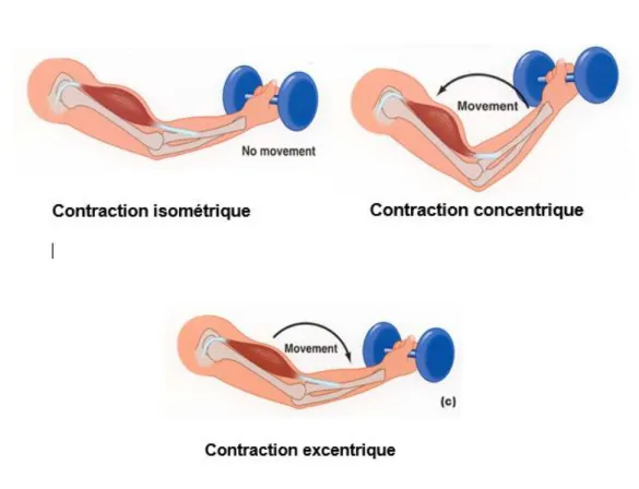 Figure 1 : illustration des 3 modes de contraction. Source : Di Giorgio Carole. 