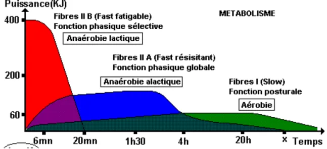 Figure 6 : implication des différents types de fibres musculaires. 