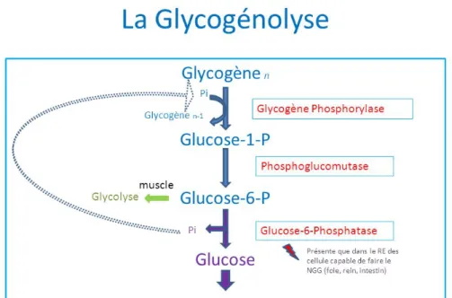 Figure 7 : la glycogénolyse. 
