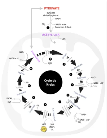 Figure 10 : cycle de krebs composé de 11 étape au sein de la mitochondrie. 