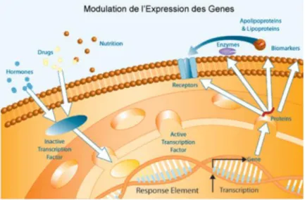 Figure 10 : Illustration de la modulation de l’expression des gènes  D’après http://genfit.com/fr/science-discovery/capabilities-expertise/expertise-scientifique 