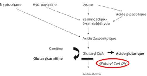 Figure 4 : Catabolisme de la lysine, du tryptophane et de la L-hydroxylysine d’après De Lonlay P
