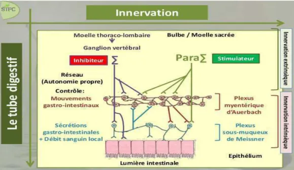 Figure 4 :  Innervation du tube digestif  (9)