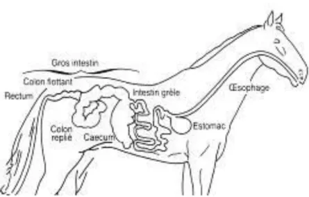 Figure 1 : le tube digestif du cheval  1