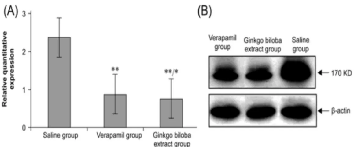 Figure 2 : Effets de l’extrait de G. biloba sur l’expression de la glycoprotéine-P (A) et par la  technique de Western-Blot (B)