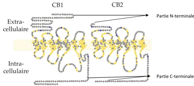 Figure 6 : Structure moléculaire des récepteurs CB 1  et CB 2  (13) 