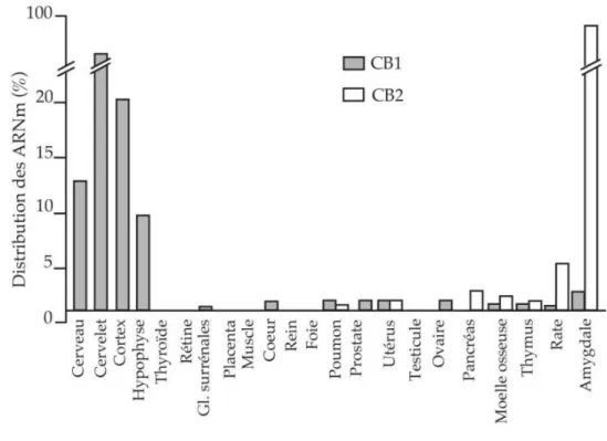 Figure 7 : Distribution des récepteurs cannabinoïdes (13)