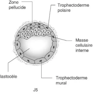 Figure 14 : Blastocyste (101) 