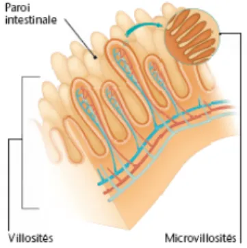 Figure 10 - la paroi intestinale et ses villosités [43] 