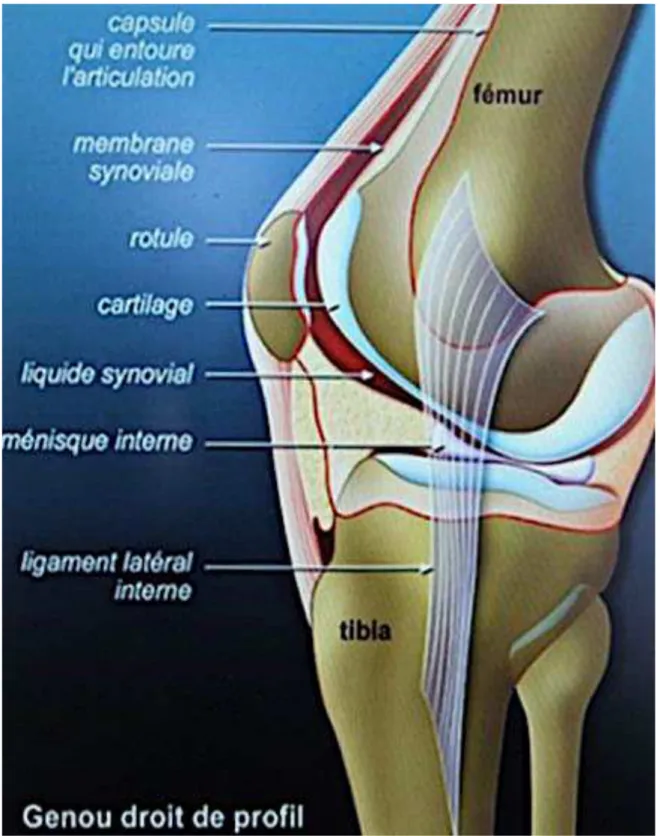 Figure 1 : Schéma du genou. 