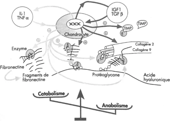 Figure 6 : Déséquilibre entre synthèse et catabolisme au stade 2 de la gonarthrose. 