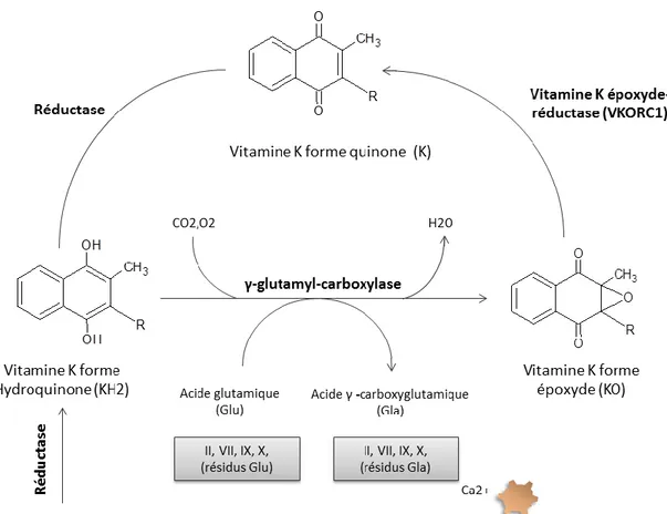 Figure 3 : Cycle de la vitamine K (13) 