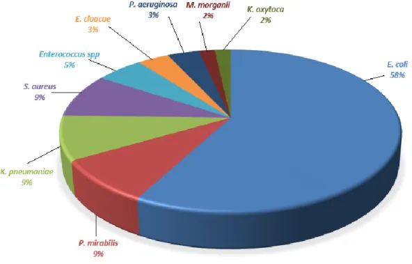 Figure 5. Bactéries responsables des infections urinaires nosocomiales 