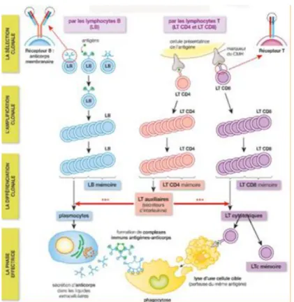 Figure 2: La réponse immunitaire adaptative 