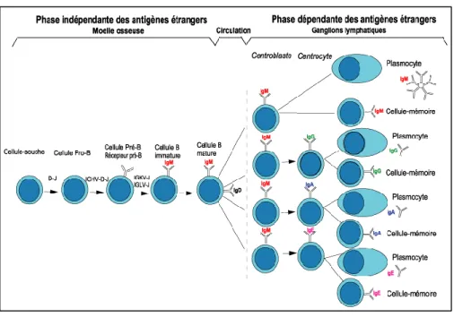 Figure 3: Ontogénèse des LB 