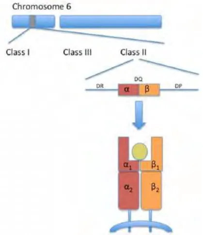 Figure 5 : HLA-DQ de la classe II (15) 