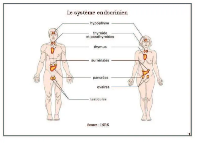Figure 1 : schéma résumant l’organistion du système endocrinien. 