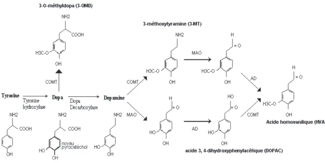 Figure 1 : Synthèse et dégradation de la dopamine 
