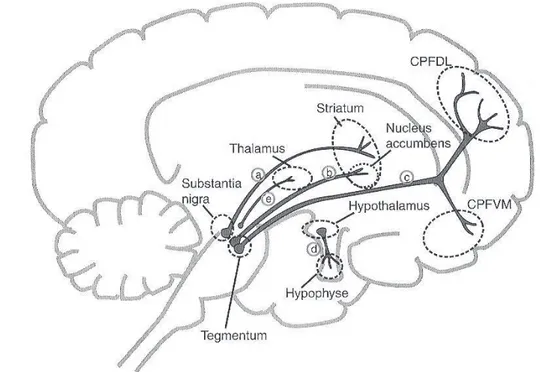Figure 2 : Les voies dopaminergiques cérébrales 