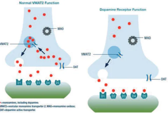 Figure 16 : Action de la tétrabénazine sur le transporteur vésiculaire des monoamines VMAT 