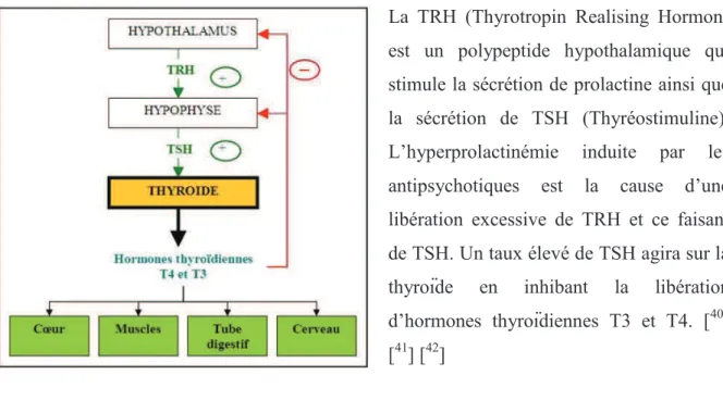 Figure 17 : Les hormones thyroïdiennes 